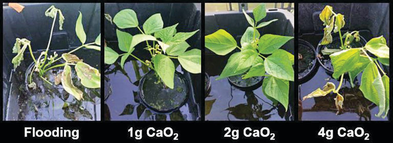 Photos show the snap bean plants with different calcium peroxide rates tested.